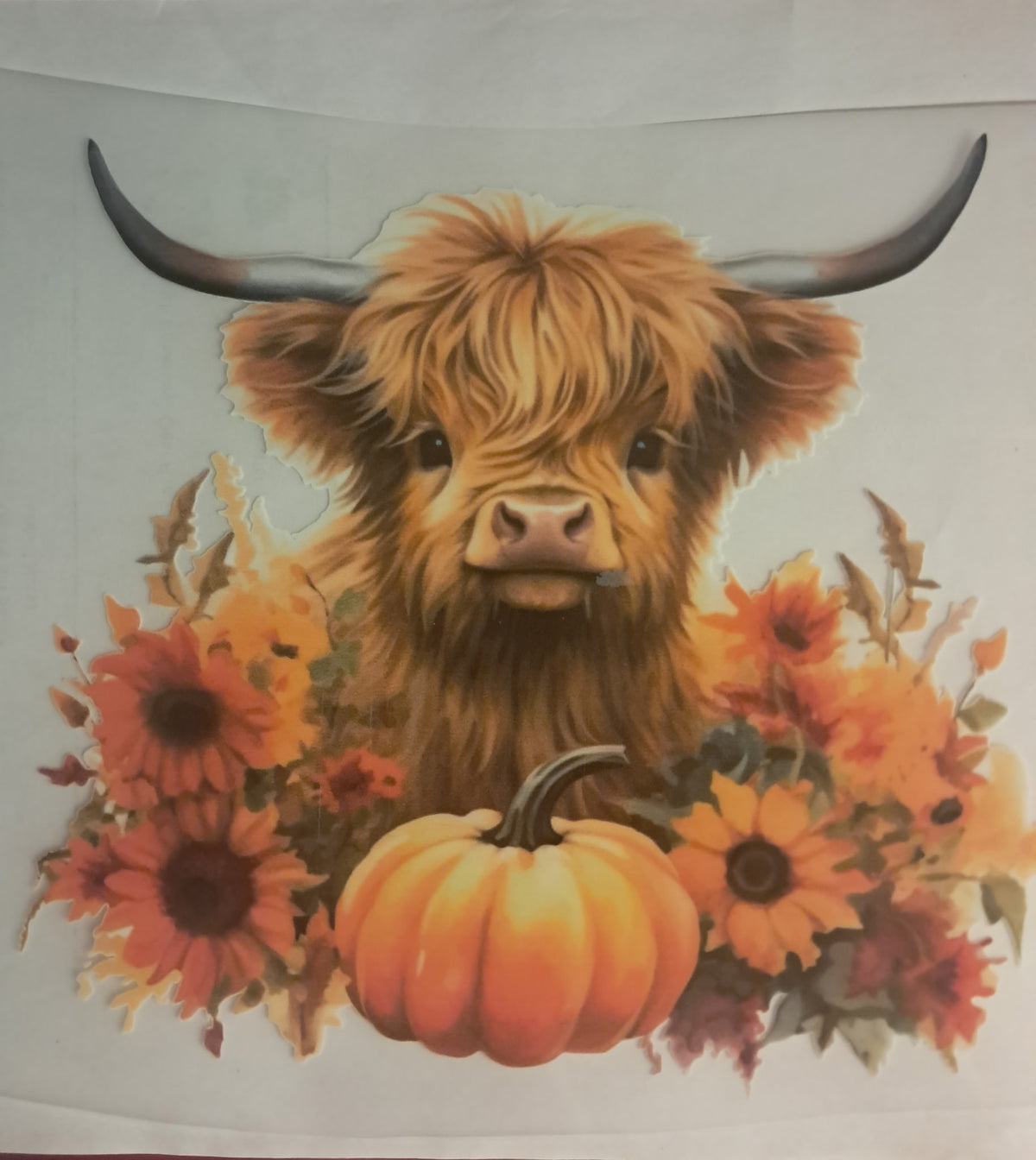 Highland cow transfer