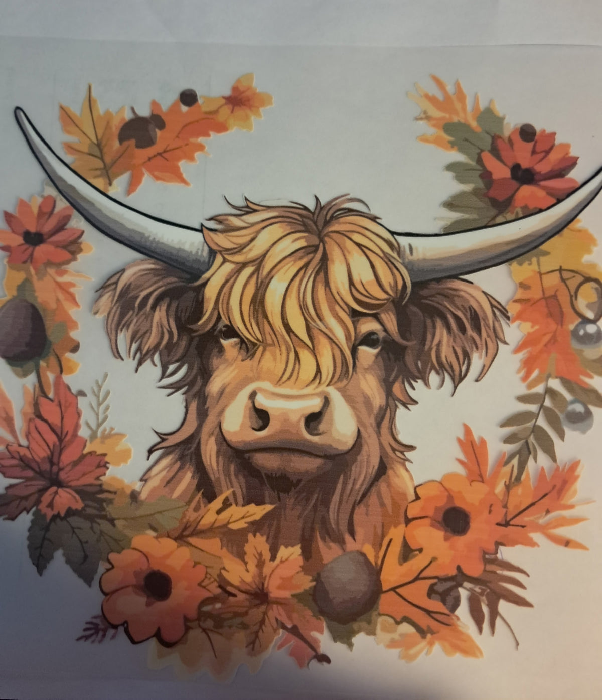 Highland cow transfer