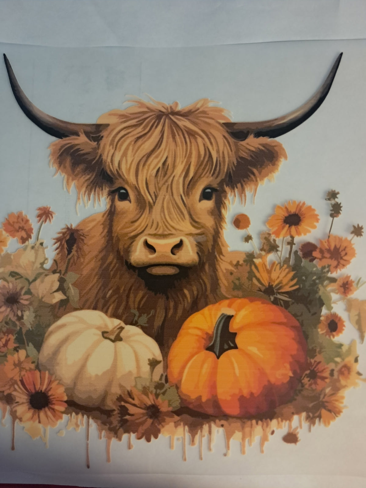 Highland cow transfer