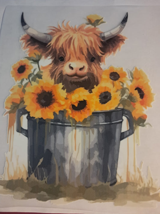 Highland cow transfer