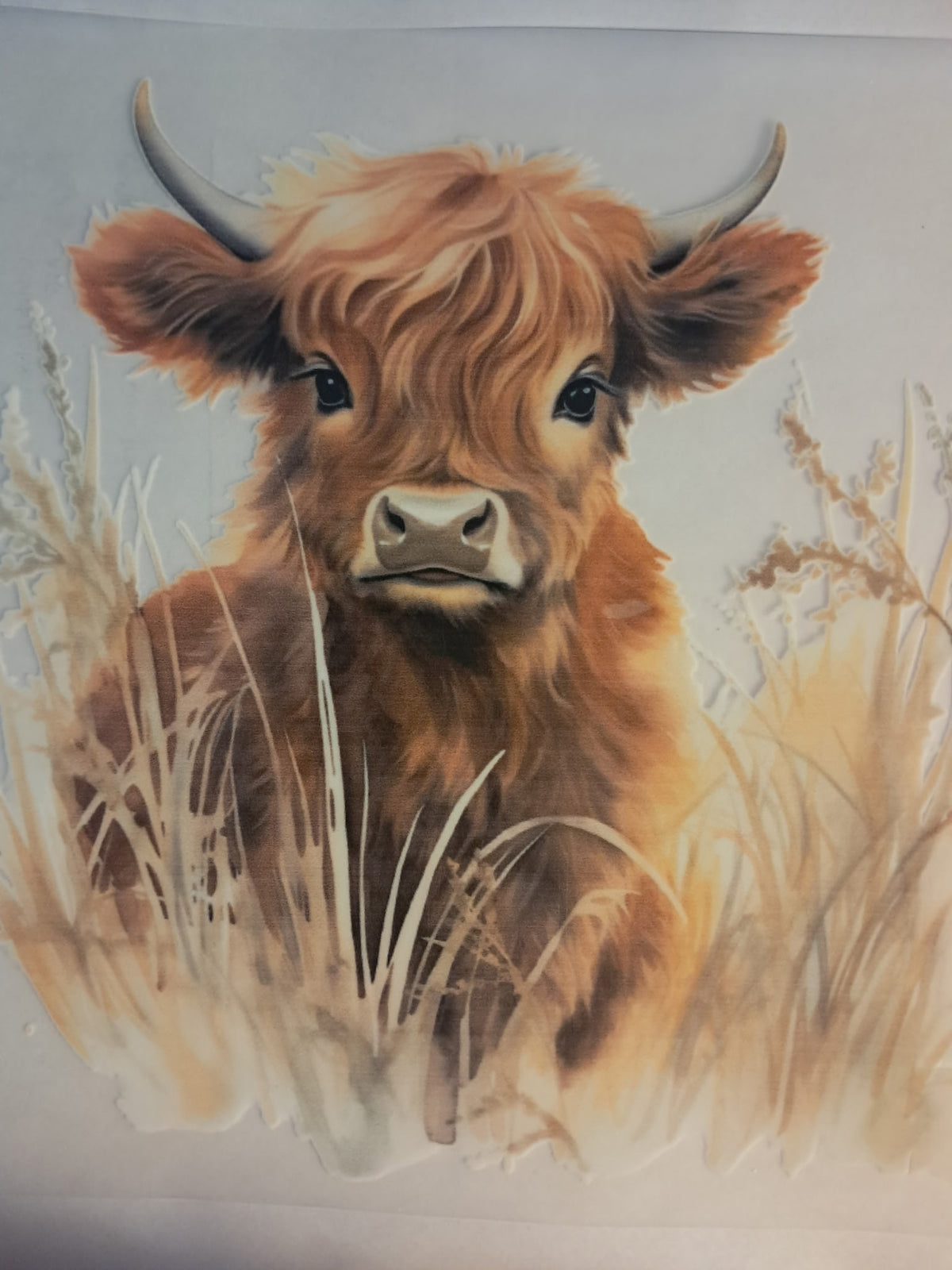 Highland cow transfer