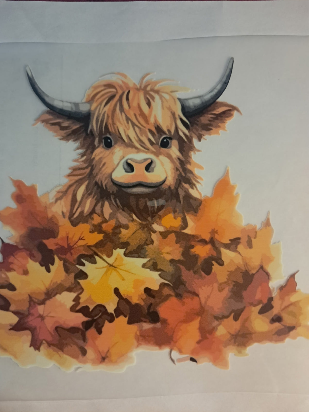Highland cow transfer