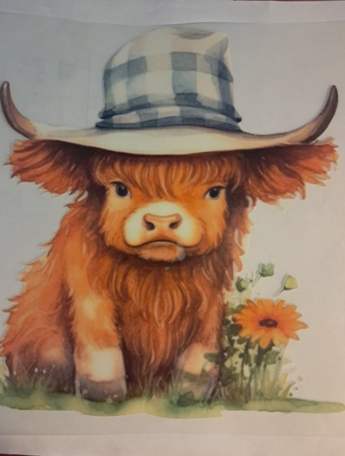 Highland cow transfer