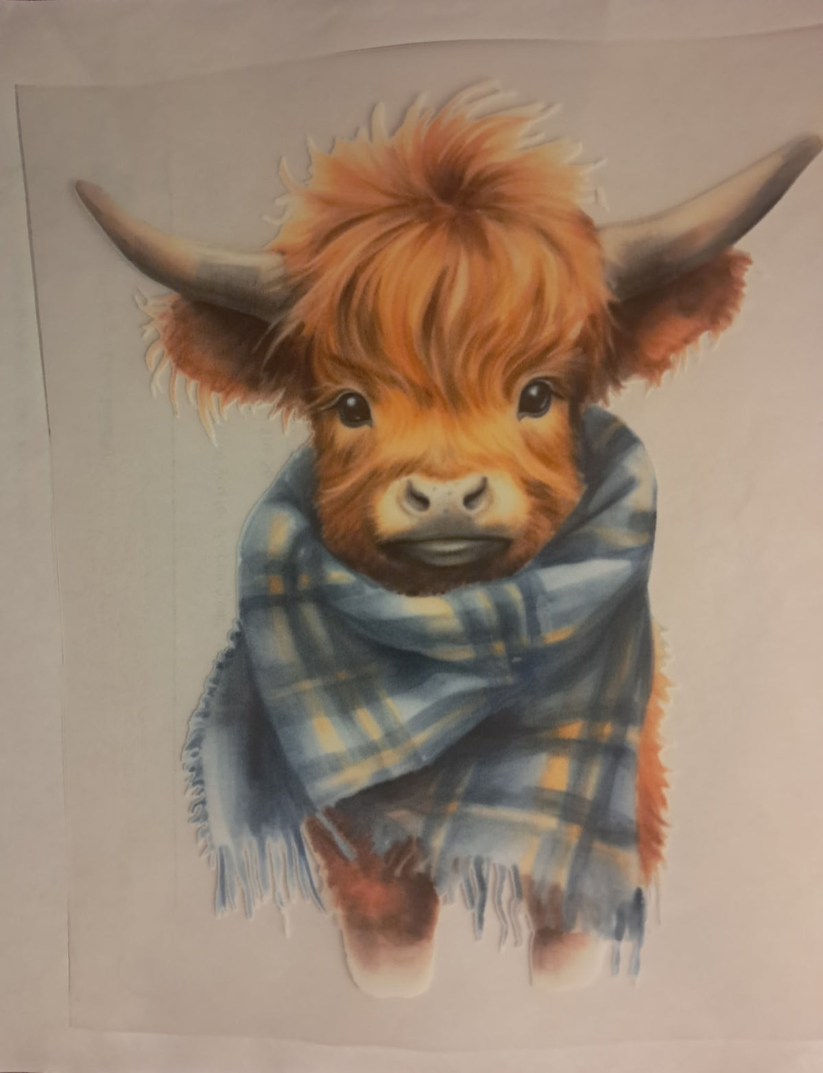 Highland cow transfer
