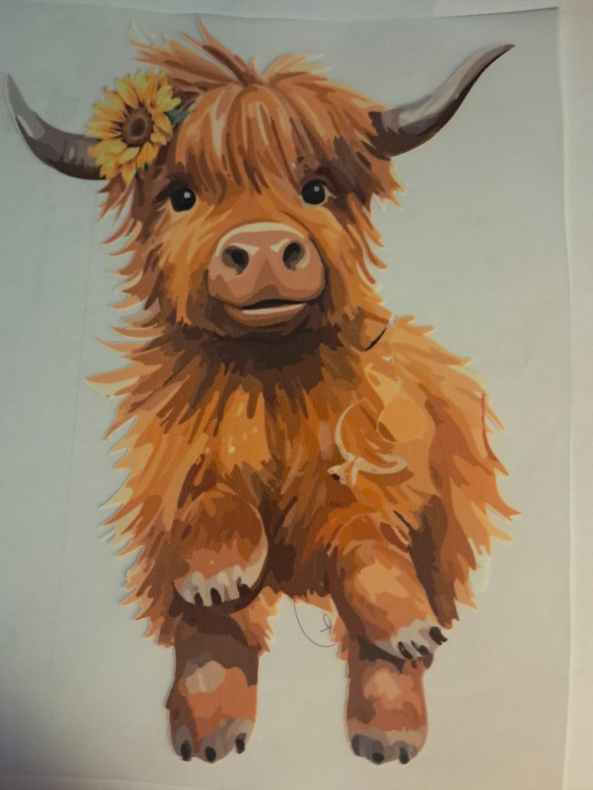 Highland cow transfer