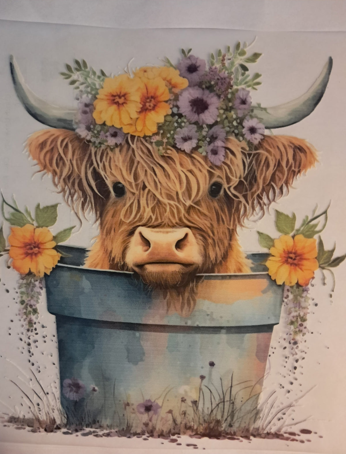 Highland cow transfer
