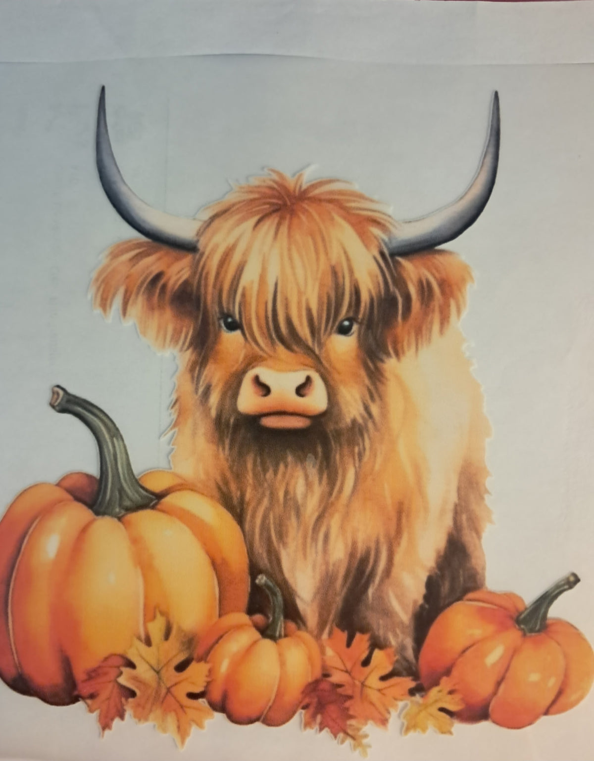 Highland cow transfer