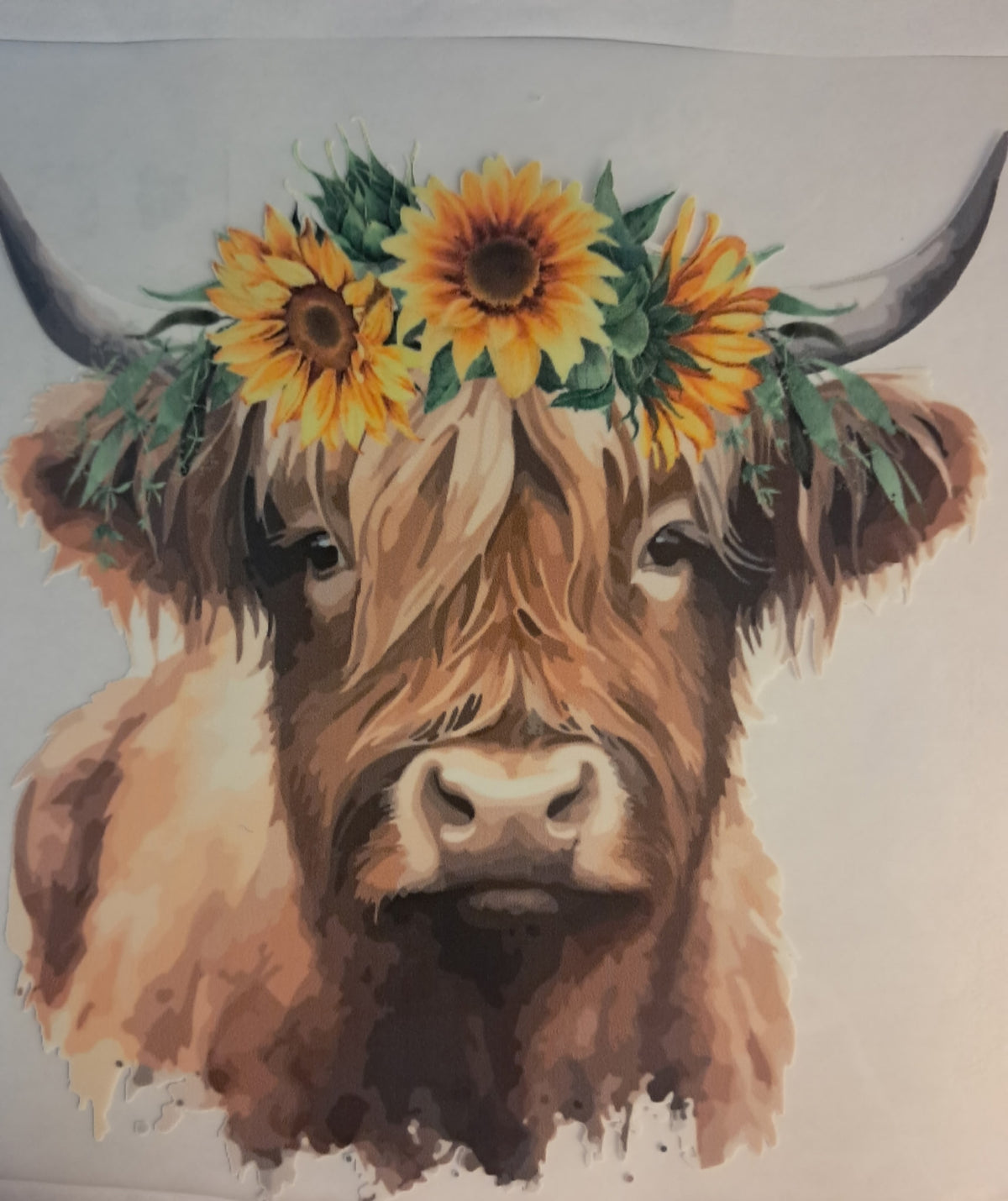 Highland cow transfer