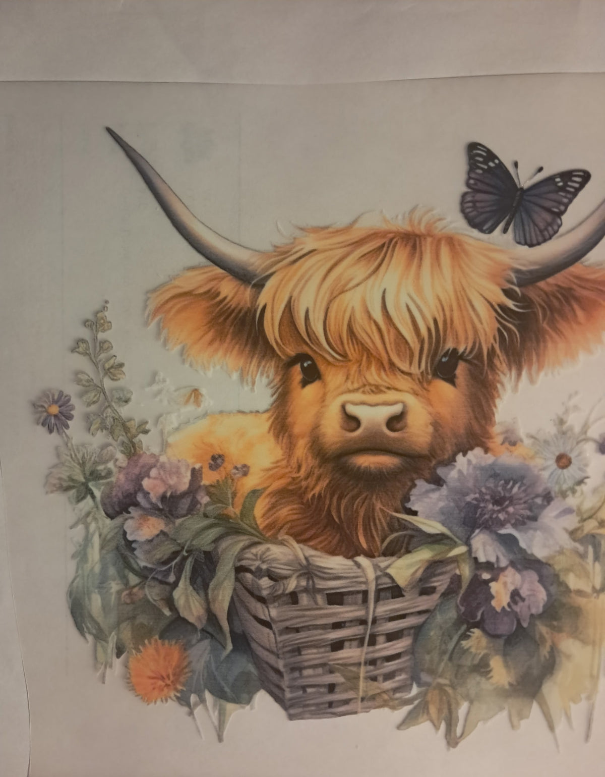 Highland cow transfer