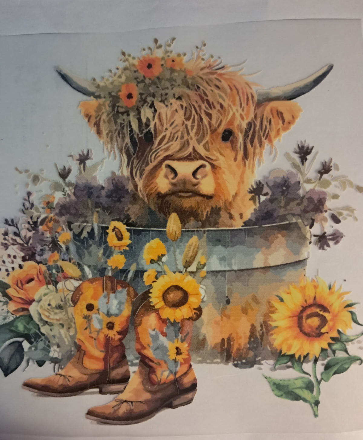 Highland cow transfer
